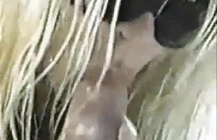 Διαγωνισμός διασημοτήτων
