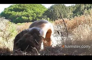 Για στυλ σκυλάκι